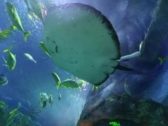 -芜湖新华联大白鲸海洋公园