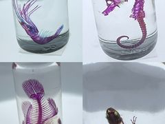 -新加坡海洋生态馆