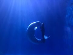 -多彩贵州城极地海洋世界