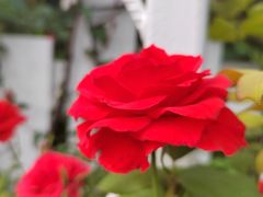 -三圣花乡旅游区