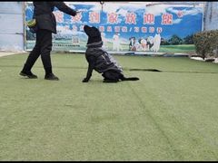 -宠物寄养训练学校