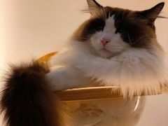 -Catmate·猫肥家润(金润铂宫店)