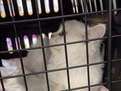 -艾贝尔宠物医院·24H转诊中心·肿瘤猫专科(江宁双龙店)