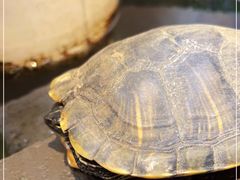 -夹夹大·蟹蟹大排档(财富又一城店)