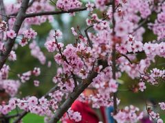 -上海共青森林公园