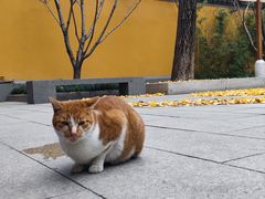 -龙华寺