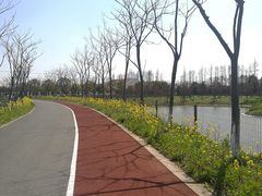 -上海长兴岛郊野公园