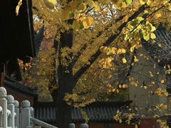 -灵谷景区
