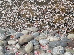 -石家庄市植物园