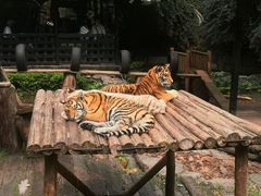 -广州长隆野生动物世界