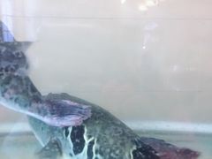 -天正河鲀·河豚亭(大连店)