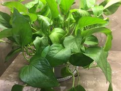 -川锅一号火锅(睢宁店)