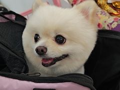 -翊宠yipet猫狗购宠庄园犬舍•猫舍