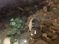 -兰木肆·云南菜(龙湖U城天街店)