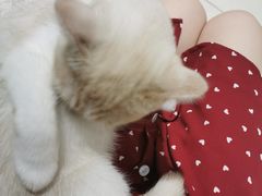 -藏猫猫咖啡主题馆(中央大道店)