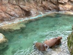 -珠海长隆海洋王国
