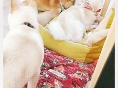 -柴迷FANS CLUB·柴犬狗咖·猫咖
