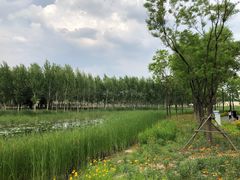 -东郊湿地公园