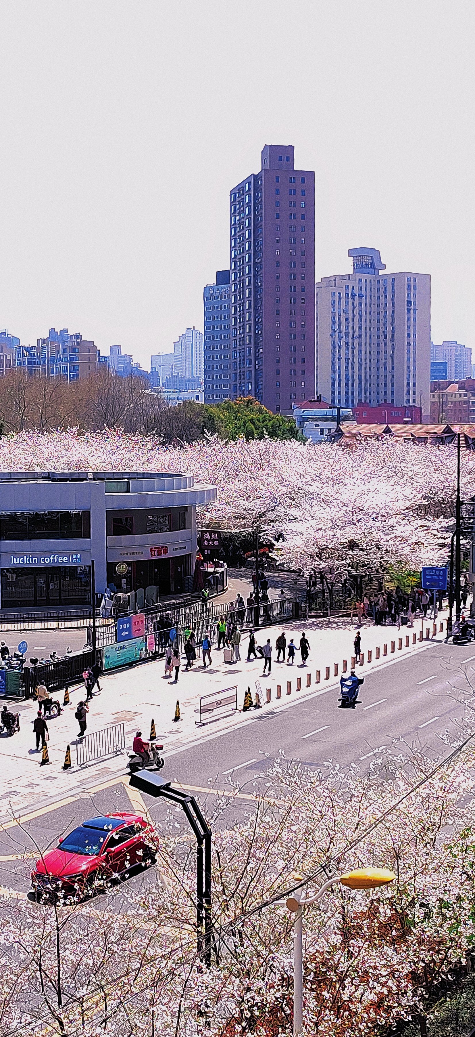 辽宁省朝阳市樱花节图片