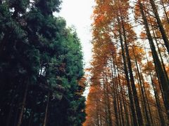 -山王坪喀斯特国家生态公园