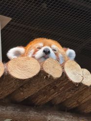 -Zoolung Zoolung动物主题公园(海信广场店)