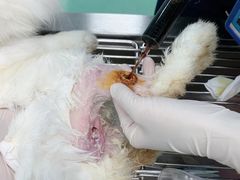 -北京观赏动物医院·24小时大型综合·猫专科·异宠专科