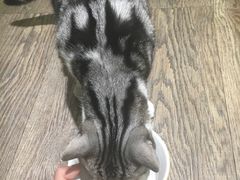 -小时光咖啡馆(开森度假森林店)