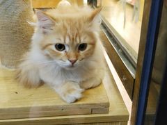 -袖虎宠物·金渐层缅因猫舍(灵芝店)