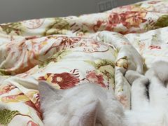 -御宝贝·A梦猫科宠物医院(国际猫友好医院)