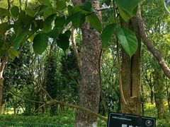 -东莞植物园