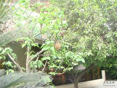 传说中的鸟笼-岷山饭店-芝芝自助餐厅