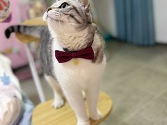 -半岛宠物医院24小时(白果林店)