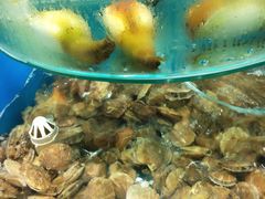 -港畔赶海蒸汽海鲜烧烤自助(仙螺岛店)