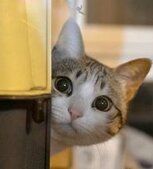 -Africafe(非洲咖啡)