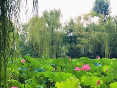 -莲湖公园