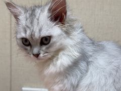 -安安宠医宠物医院·异宠·犬猫内科(岳阳分院)