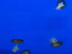 -长春中泰海洋世界