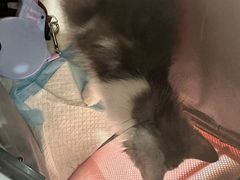 -纳吉亚猫专科动物诊疗中心(蒋宅口分院)