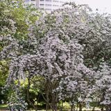 今日立夏，猥实花开