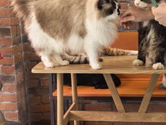 -豆逗聊愈猫阁Easy Life