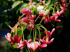 -桂林市花鸟市场