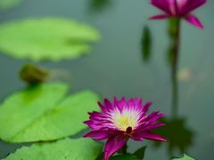 -国家植物园南园