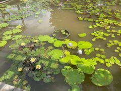 -中国科学院西双版纳热带植物园