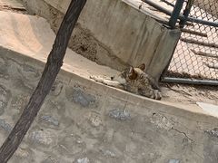 -石家庄市动物园