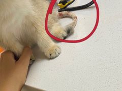 -糯米喵星人总部直营旗舰店·猫舍·幼猫出售