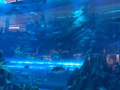 -迪拜水族馆及水下动物园