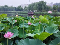 -西海子公园