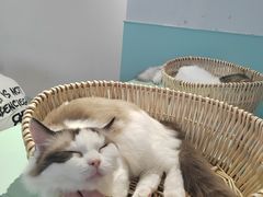 -怪兽屋·羊驼·猫咖·狗咖(俊华广场店)