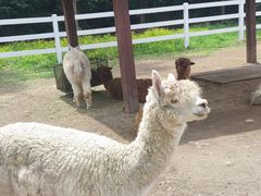 -哈尔滨北方森林动物园