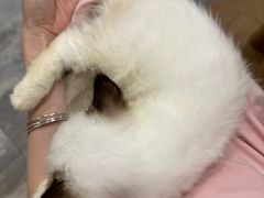 -楼上猫咖(罗湖店)